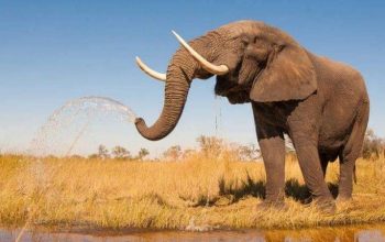 Elefantes: características, qué comen, tipos y mucho más 8