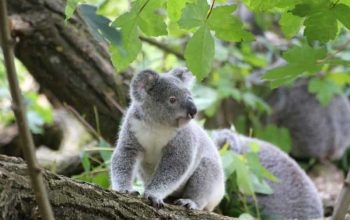 Koalas: características, dónde viven, qué comen y más 6