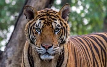 Tigres: características, dónde viven, qué comen y más 7