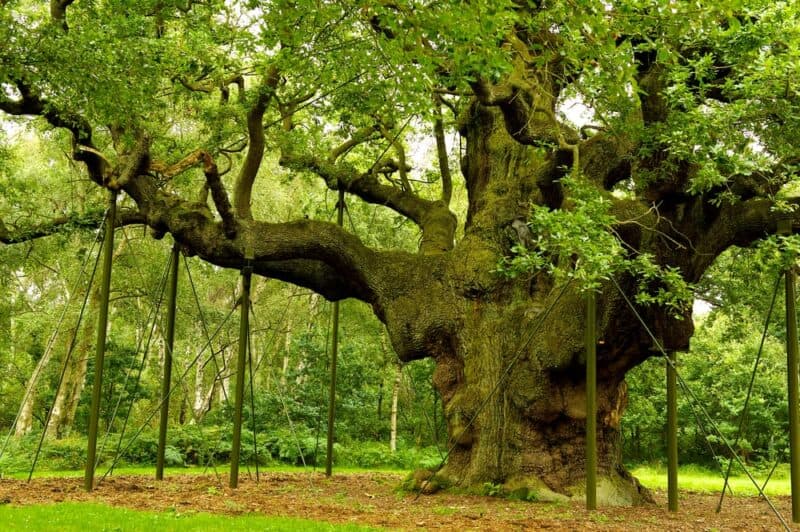 Los árboles más famosos del mundo: el roble