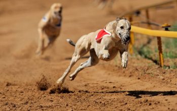 10 razas de perros más rápidas del mundo 3