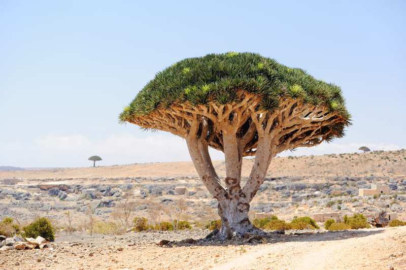 Los árboles más famosos del mundo: Drago