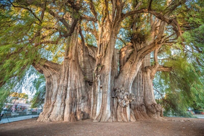 Los árboles más famosos del mundo: Arbol del Tule
