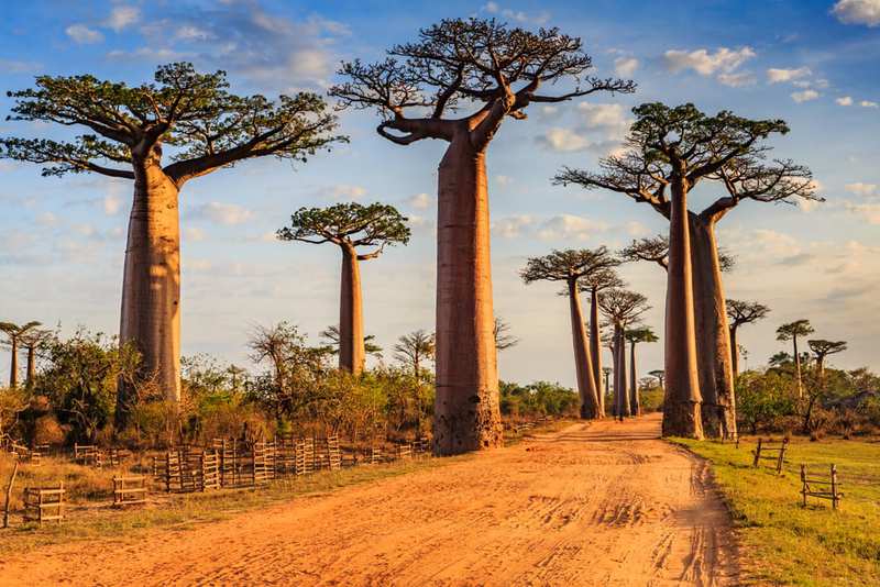10 árboles más famosos del mundo 2