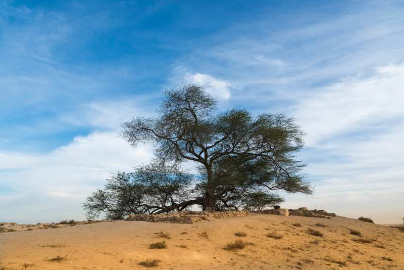 Los árboles más famosos del mundo: Árbol de la vida