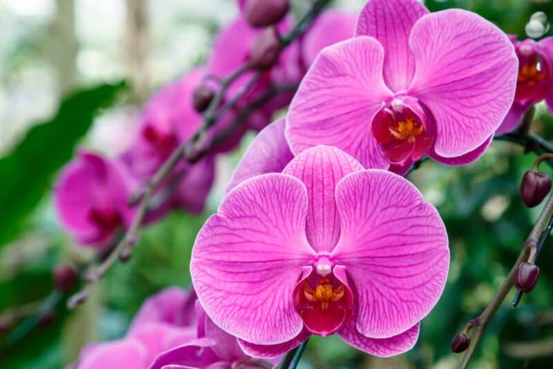 Flores más hermosas - orquídea