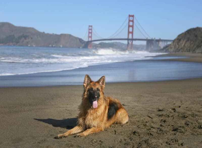 La mayoría de las ciudades que aceptan mascotas - San Francisco CA.