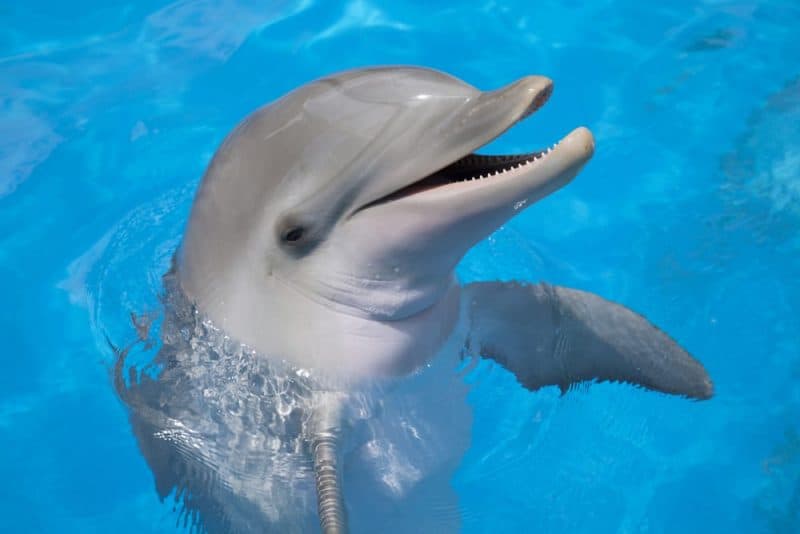 Los animales con audición más extrema: los delfines