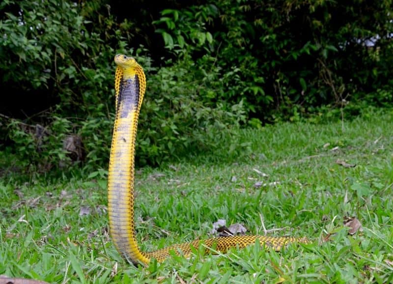 Las serpientes más venenosas - cobra filipina