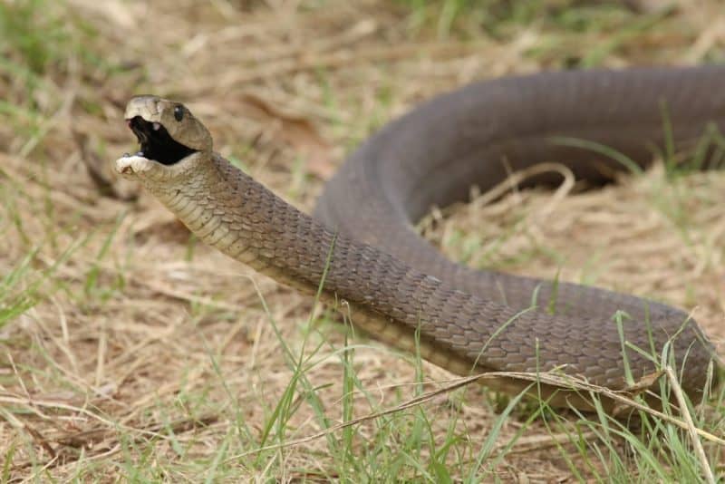 Las serpientes más venenosas - mamba negra
