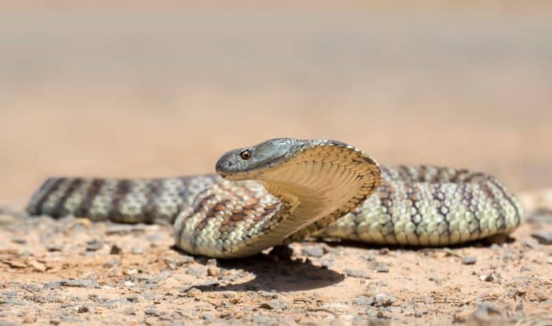 Las serpientes más venenosas - Tiger Snake