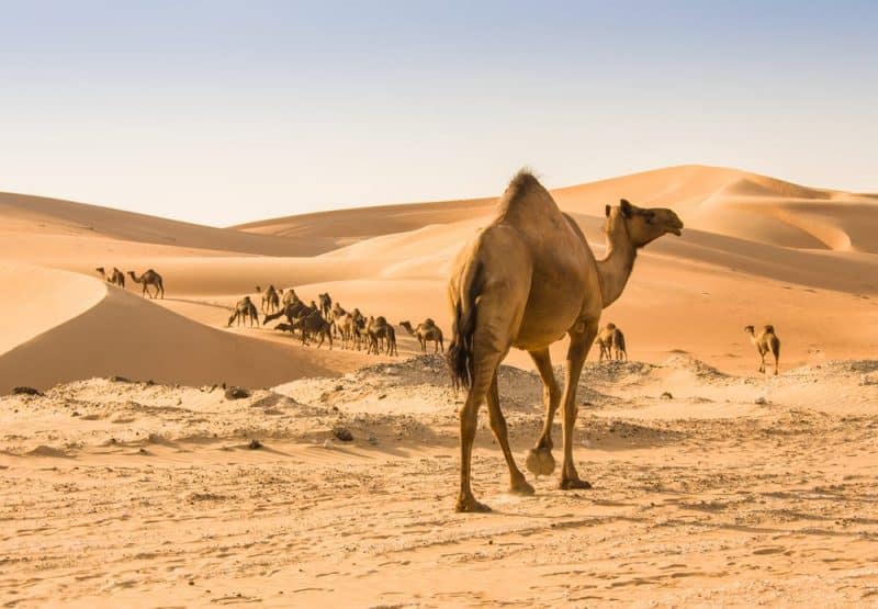 Animales que pueden vivir sin comida - camellos