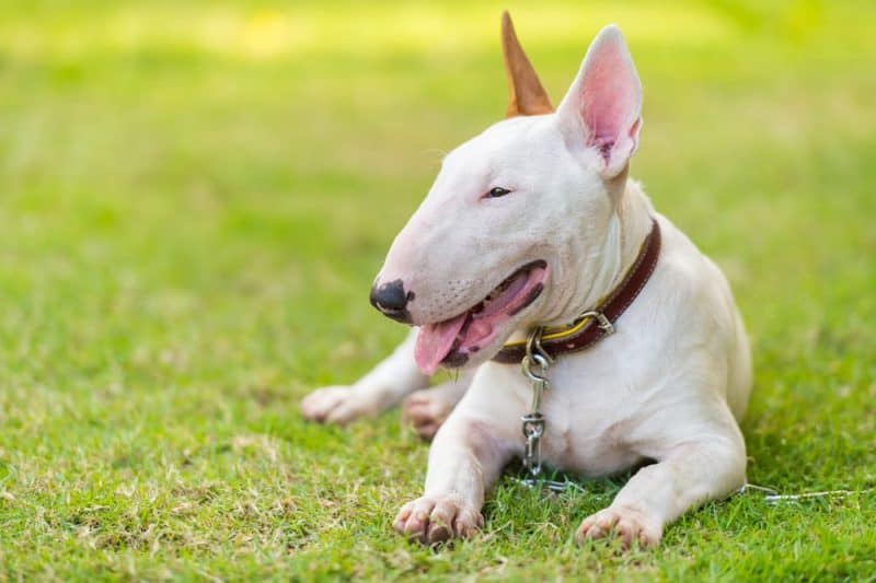 Las razas de perros más divertidas - bull terrier
