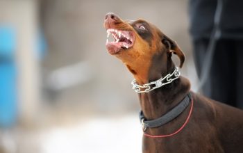 Las 10 razas de perros más peligrosas del mundo 1