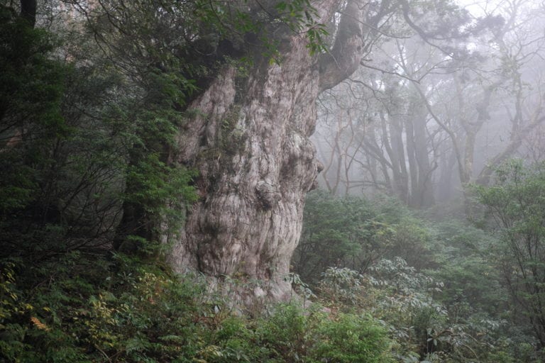 Los árboles más viejos siguen vivos