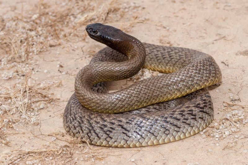 La mayoría de las serpientes venenosas - inland taipan