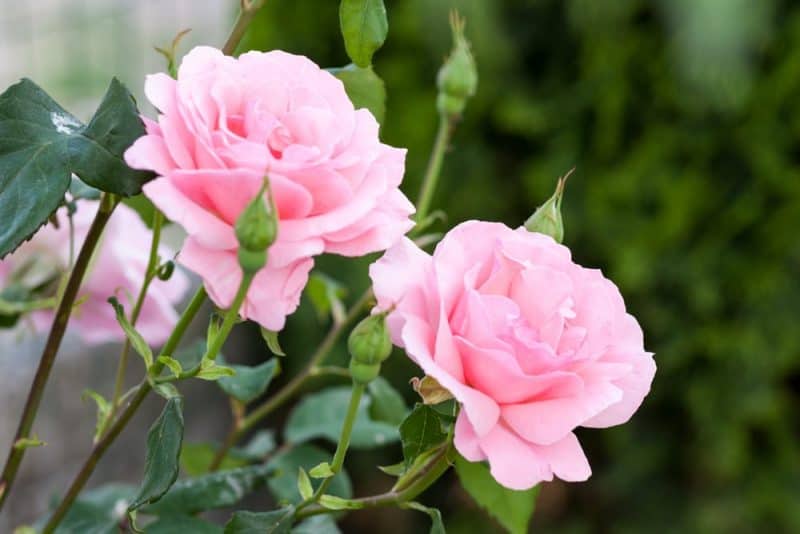 Las flores más fragantes: flor de rosa.