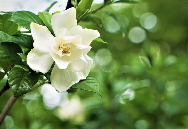 Flor de alyssum dulce: flor de gardenia