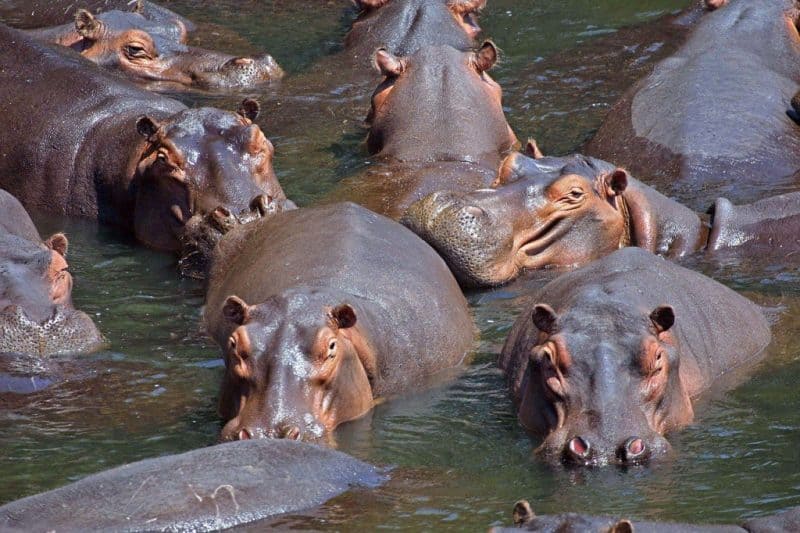 Hipopótamos: los animales más peligrosos