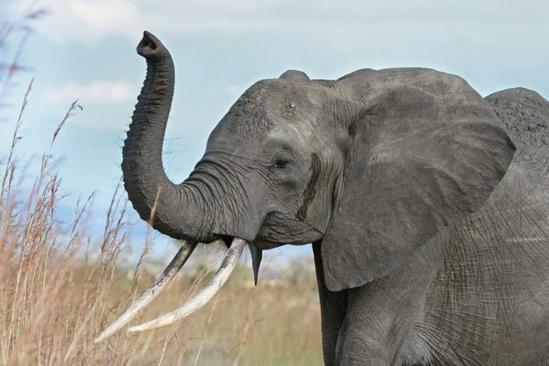 Los 10 animales más peligrosos del mundo: los elefantes