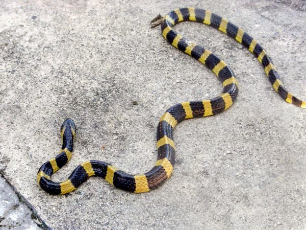Serpientes: los animales más peligrosos