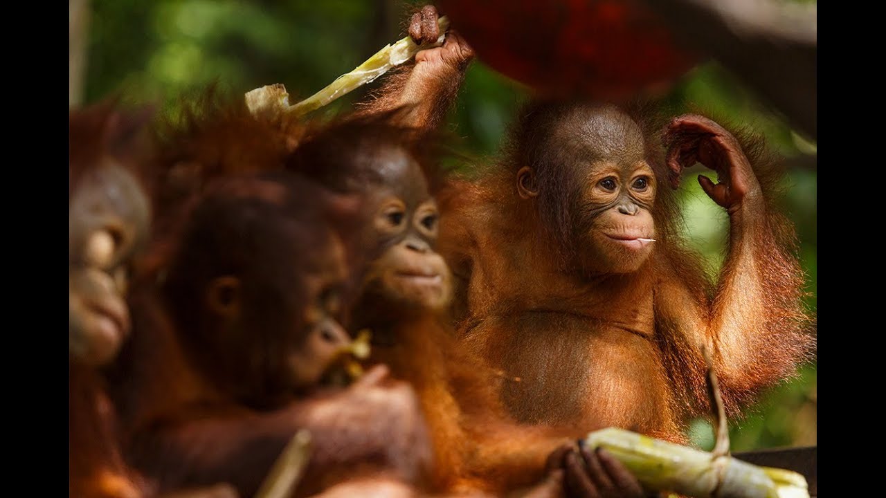 Temporada 2 de Orangutan Jungle School: fecha de lanzamiento, renovado / cancelado 2020 1